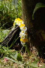 Naturformen (in) der Kunst